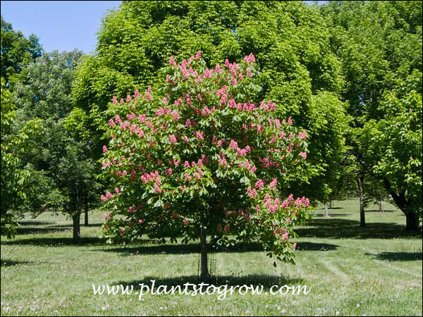 Many sources list this as a light pink, This tree had dark pink color. (May 18)